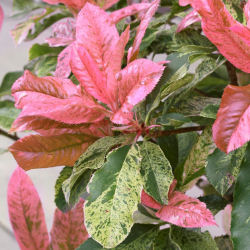 Fotinia tricolor 'Pink Crispy'